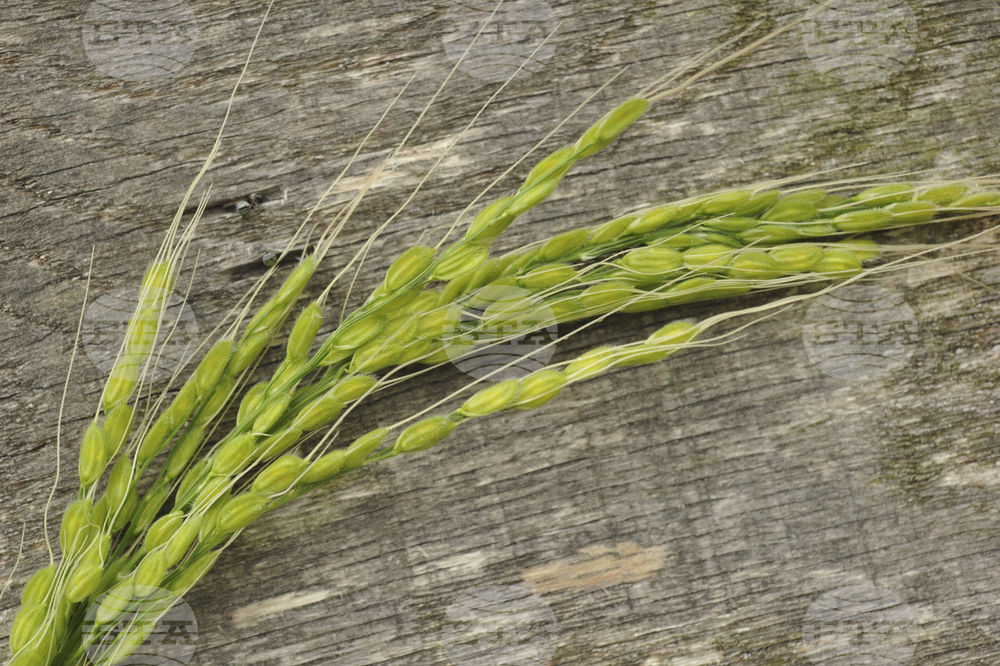 Gardening-Growing Rice
