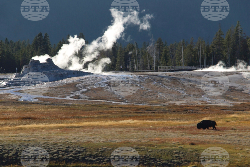 Yellowstone Bison Attack
