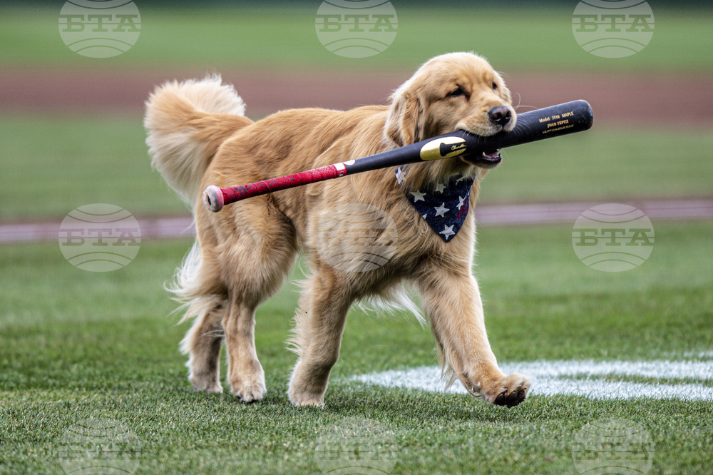Nationals Big League Dog