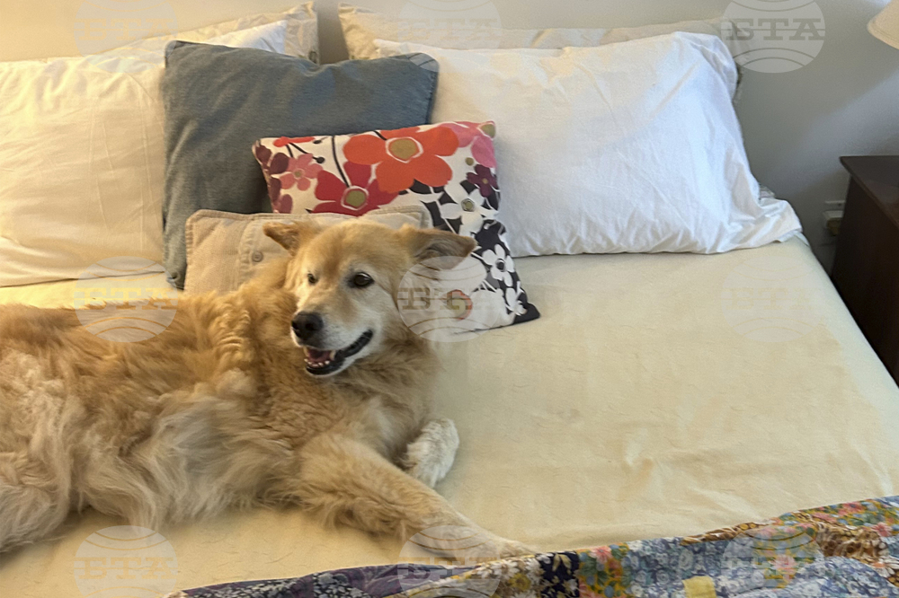 Be Well-Pets on the Bed