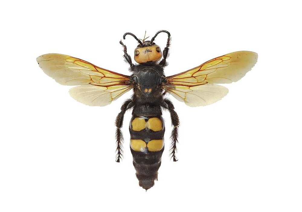 Община Русе: Едрите насекоми, които тревожат русенци, са безобидни жълточели сколии, обяснява експерт