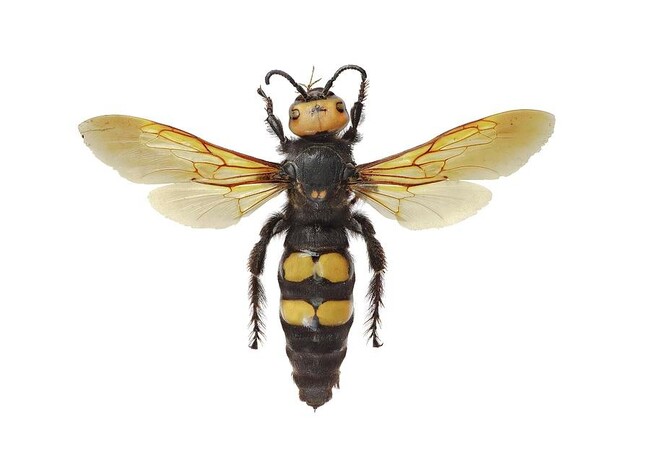 Община Русе: Едрите насекоми, които тревожат русенци, са безобидни жълточели сколии, обяснява експерт