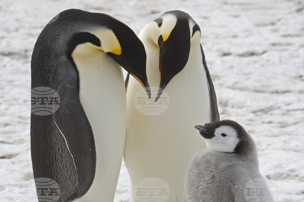 Климатични промени застрашават императорските пингвини, предупреждават учени