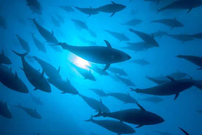 ФАО публикува най-подробната до момента световна оценка на морските рибни запаси