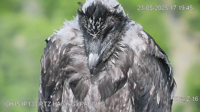 One of Three Bearded Vultures Released in SE Bulgaria in May Dies of Infection