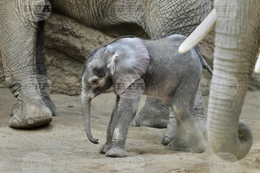 Germany Baby Elephant