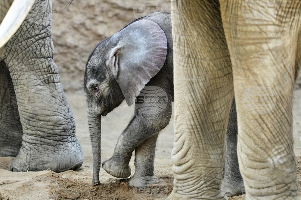 Germany Baby Elephant