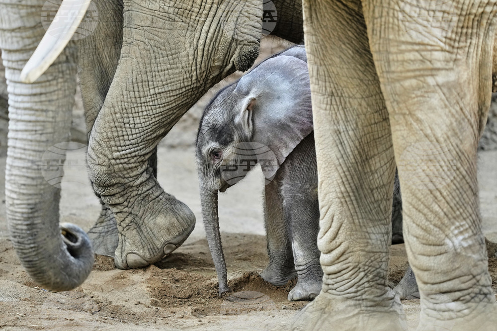 APTOPIX Germany Baby Elephant
