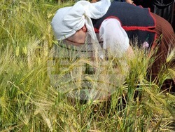 Село Търнава - откриване на жътвената кампания