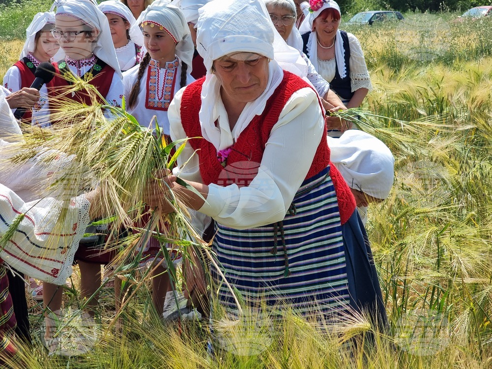 Село Търнава - откриване на жътвената кампания