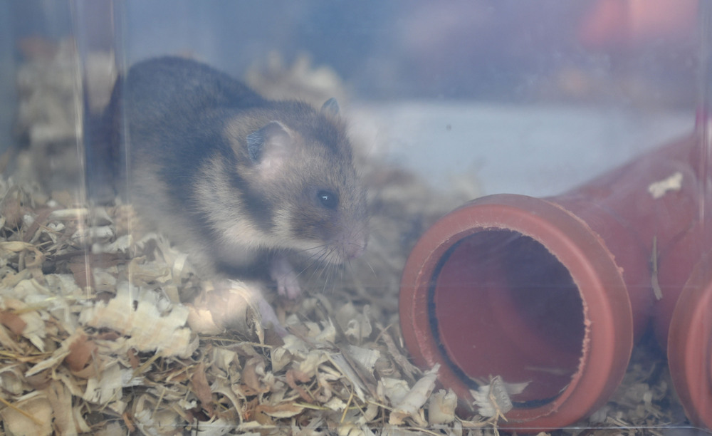 Защитен вид редки гризачи, размножени на закрито, са освободени в дивата природа около исперихското село Свещари