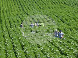 Разград - гризачи - проект