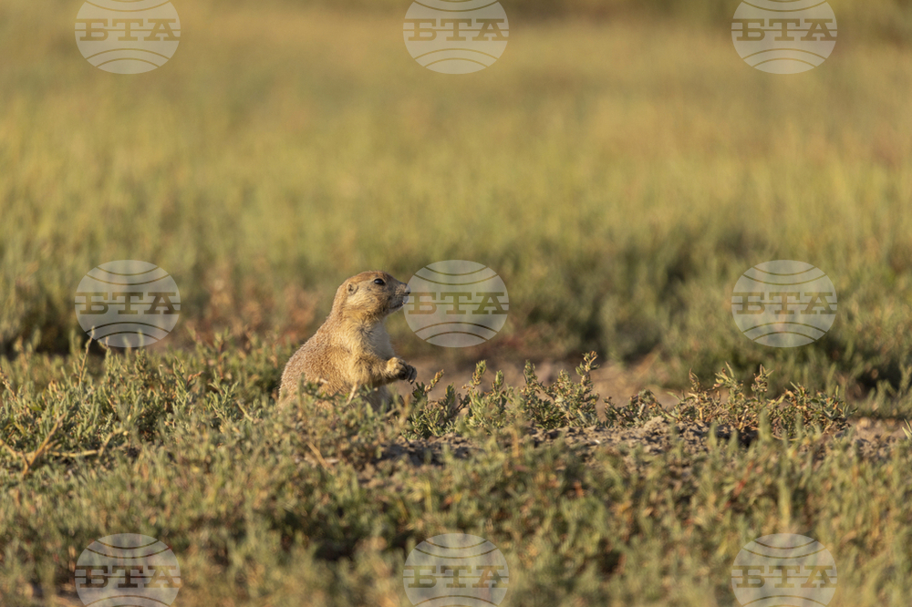 Prairie Dogs-Birds Eavesdropping