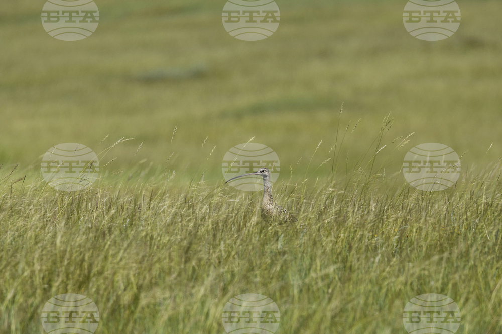 Prairie Dogs-Birds Eavesdropping