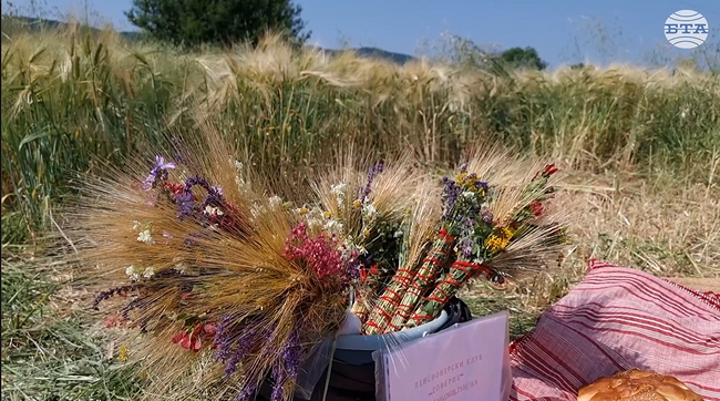 С народния ритуал „зажънване“ започна прибирането на зърнената реколта в Тунджанско