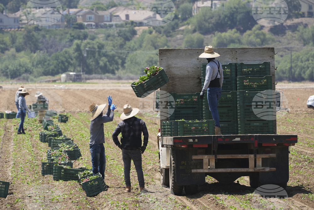 Immigration California