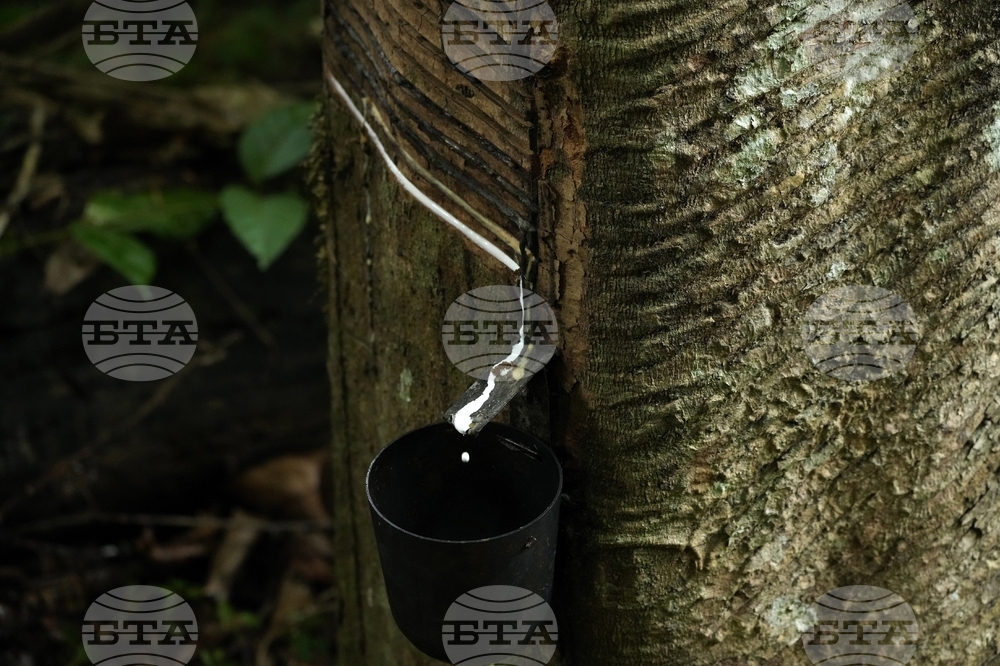 Brazil Amazon Deforestation Protest