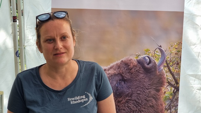 Three Bison Calves Born in Eastern Rhodope Mountains, Free-Roaming Herd Now Numbers 22