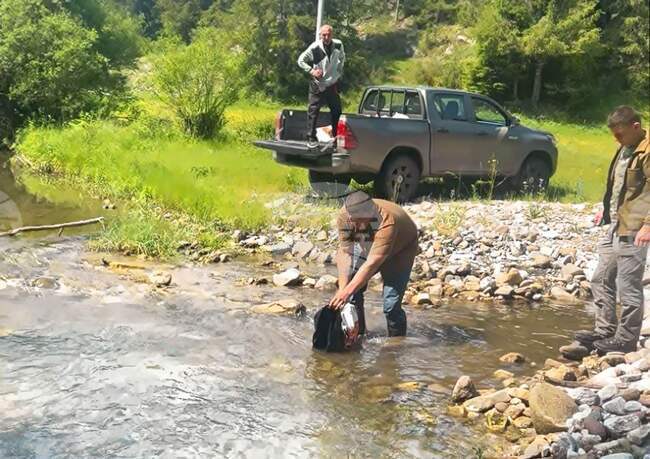 С 32 хиляди балкански пъстърви зарибиха горното течение на река Триградска и река Аджиларска край село Триград