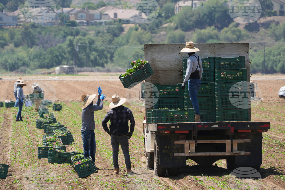 Immigration California Farms