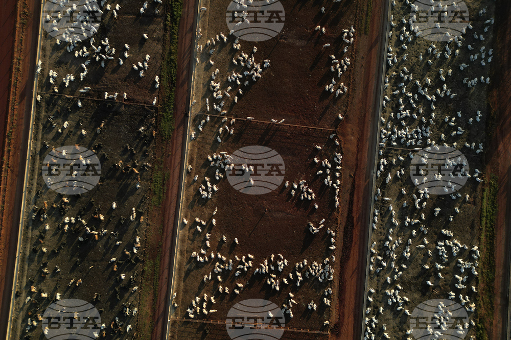 Brazil Cattle Feedlot