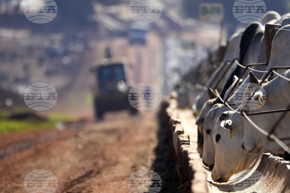 Brazil Cattle Feedlot