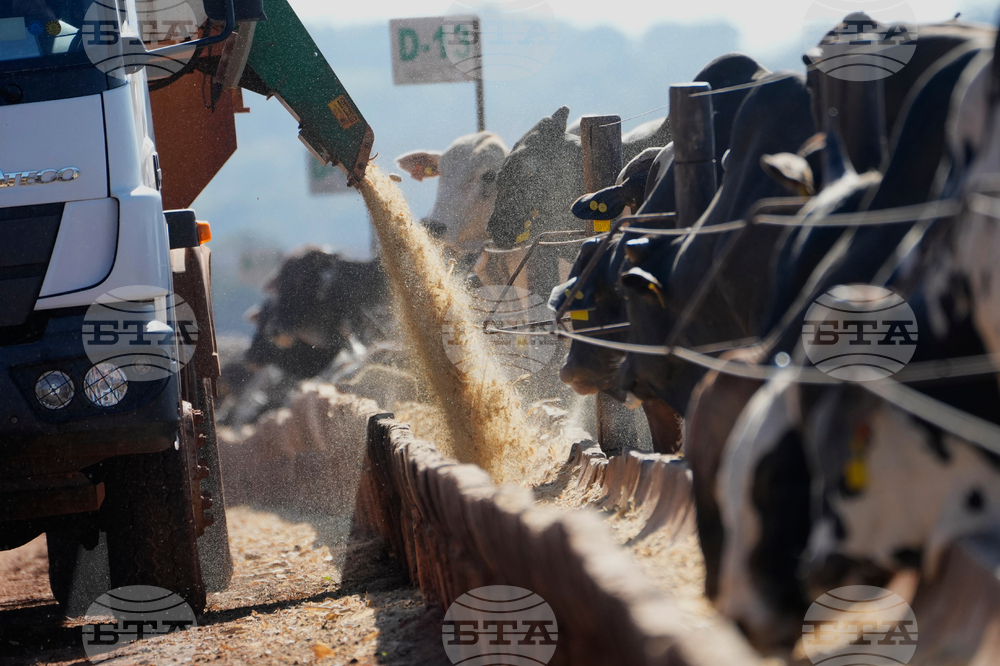 Brazil Cattle Feedlot