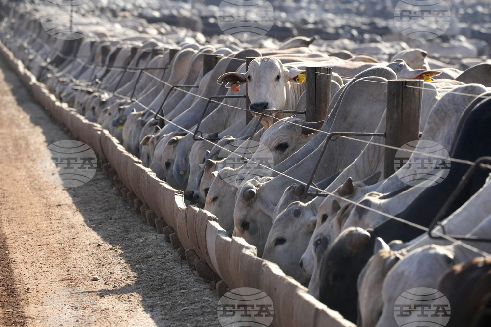 Brazil Cattle Feedlot