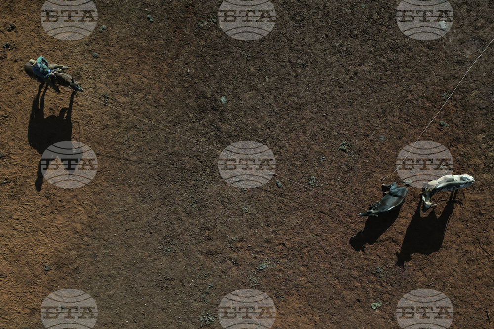 Brazil Cattle Feedlot