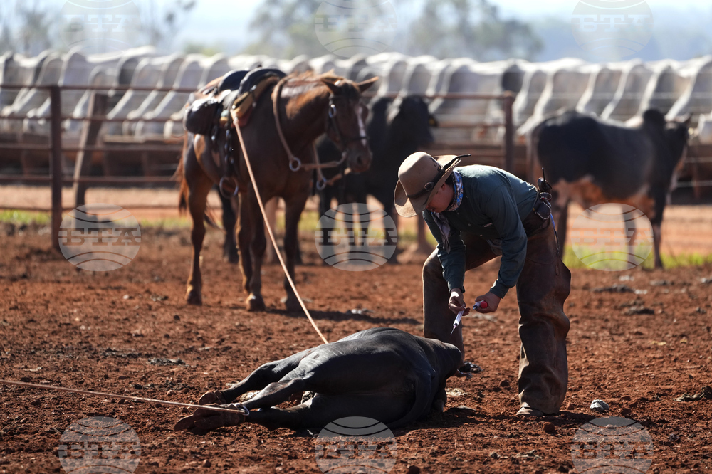 Brazil Cattle Feedlot