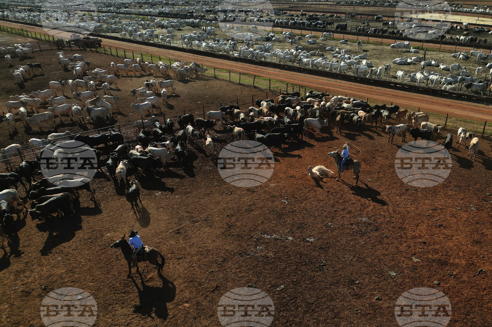Brazil Cattle Feedlot