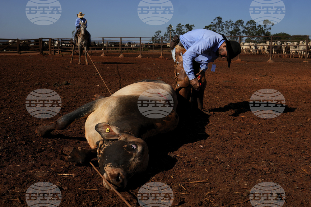 Brazil Cattle Feedlot