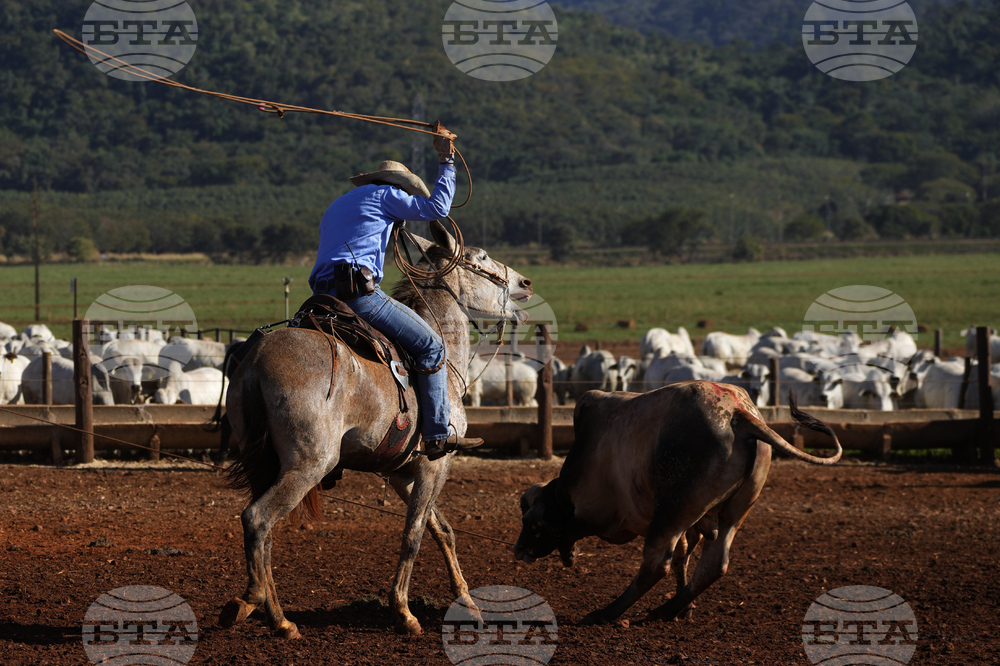 Brazil Cattle Feedlot