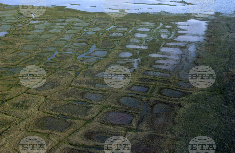 Alaska Willow Project