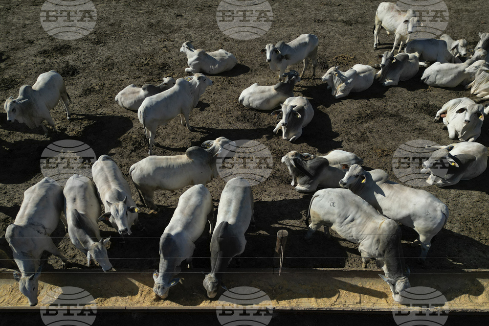 Brazil Cattle Feedlot