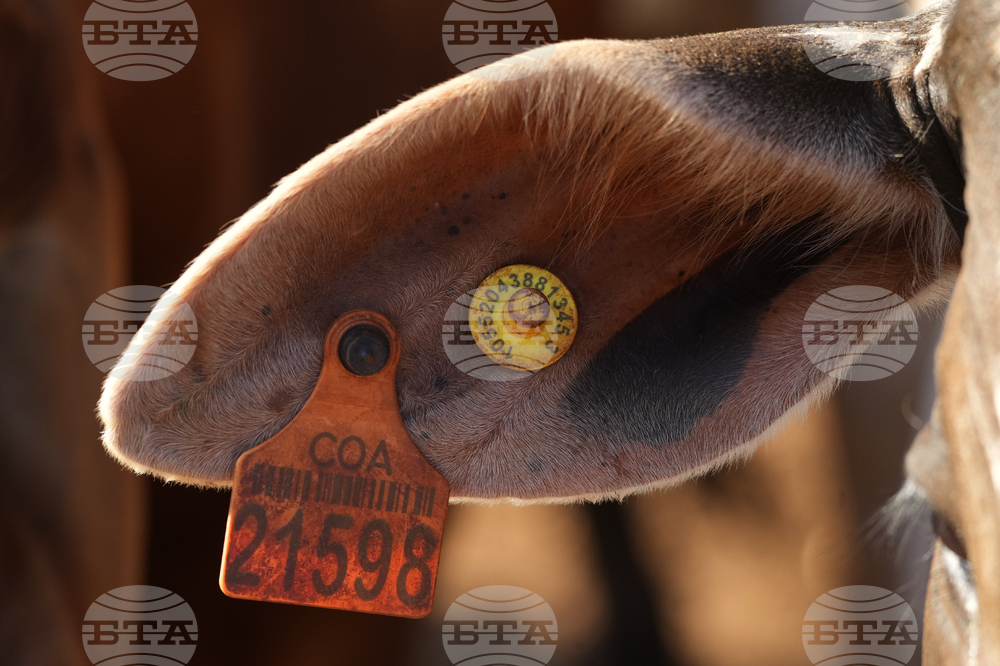 Brazil Cattle Feedlot