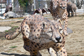 Вършец - палеопарк