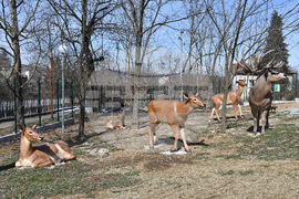 Вършец - палеопарк