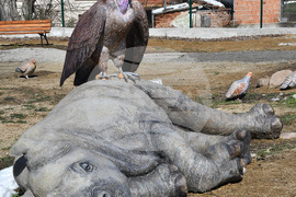 Вършец - палеопарк