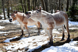 Вършец - палеопарк