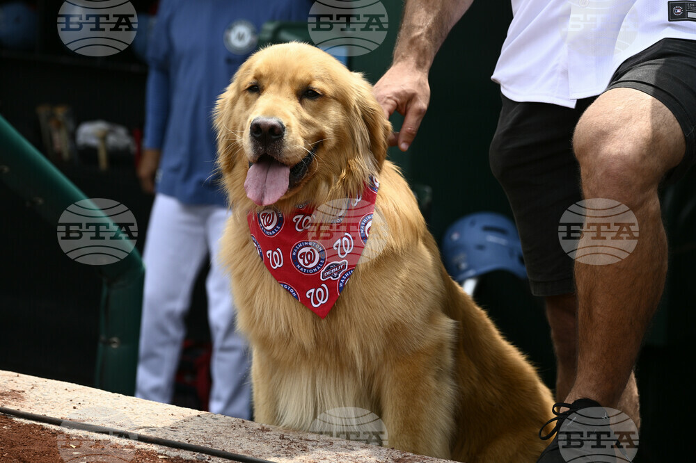 Marlins Nationals Bat Dog Baseball