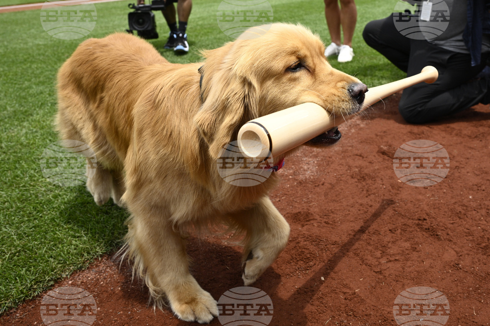 Marlins Nationals Bat Dog Baseball