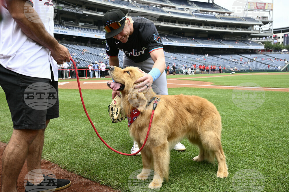 Marlins Nationals Bat Dog Baseball