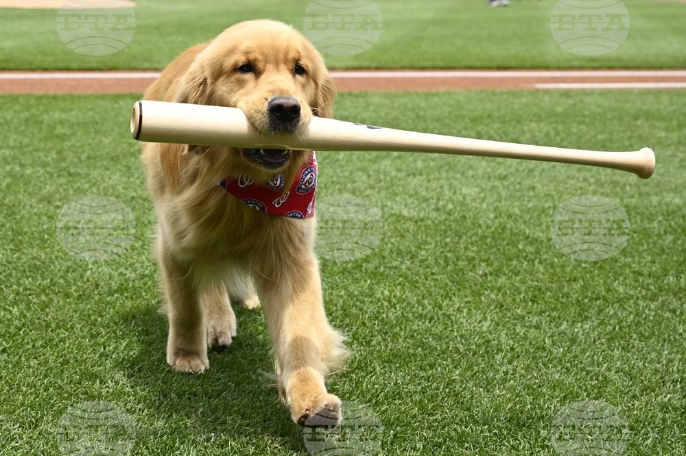 Marlins Nationals Bat Dog Baseball