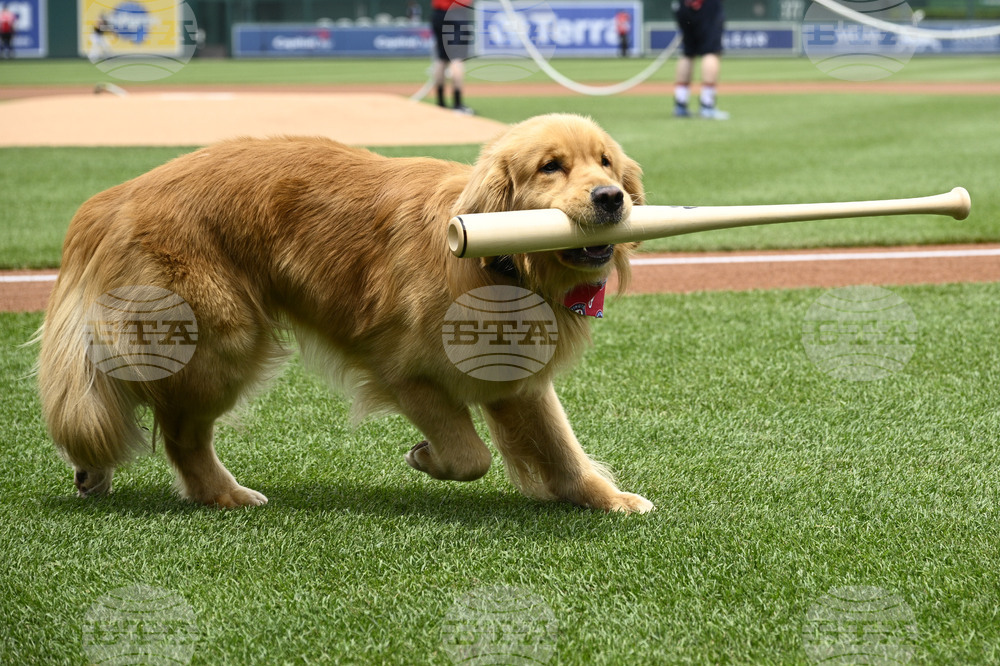 Marlins Nationals Bat Dog Baseball