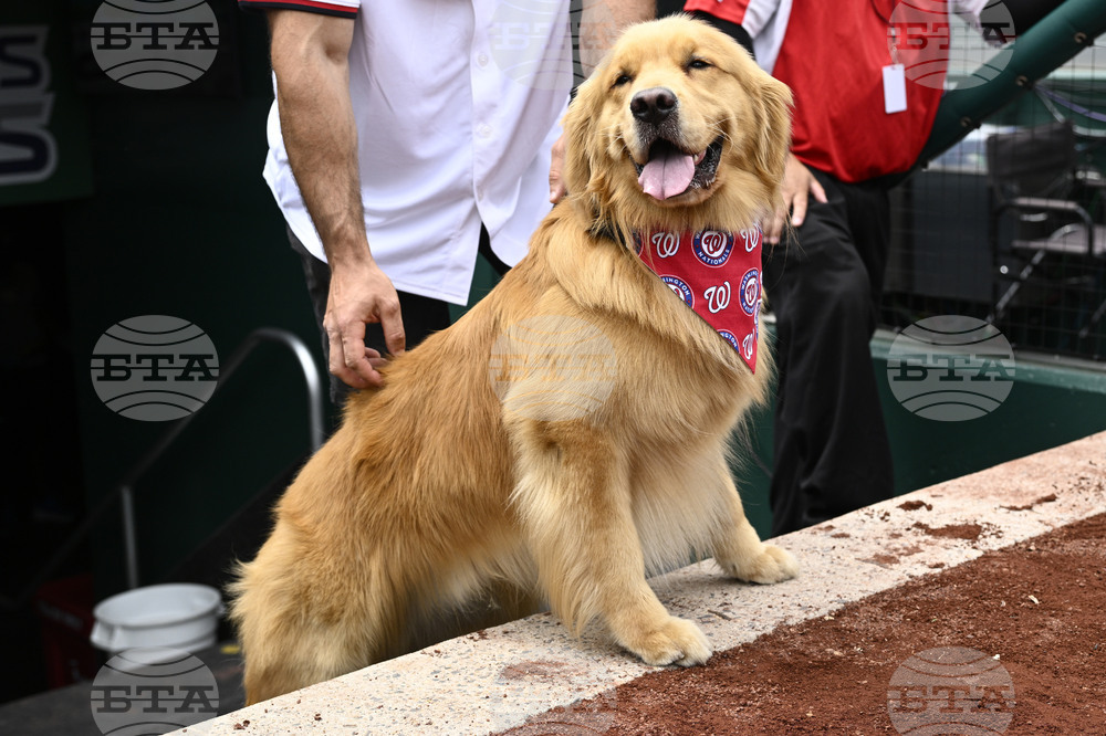 Marlins Nationals Bat Dog Baseball
