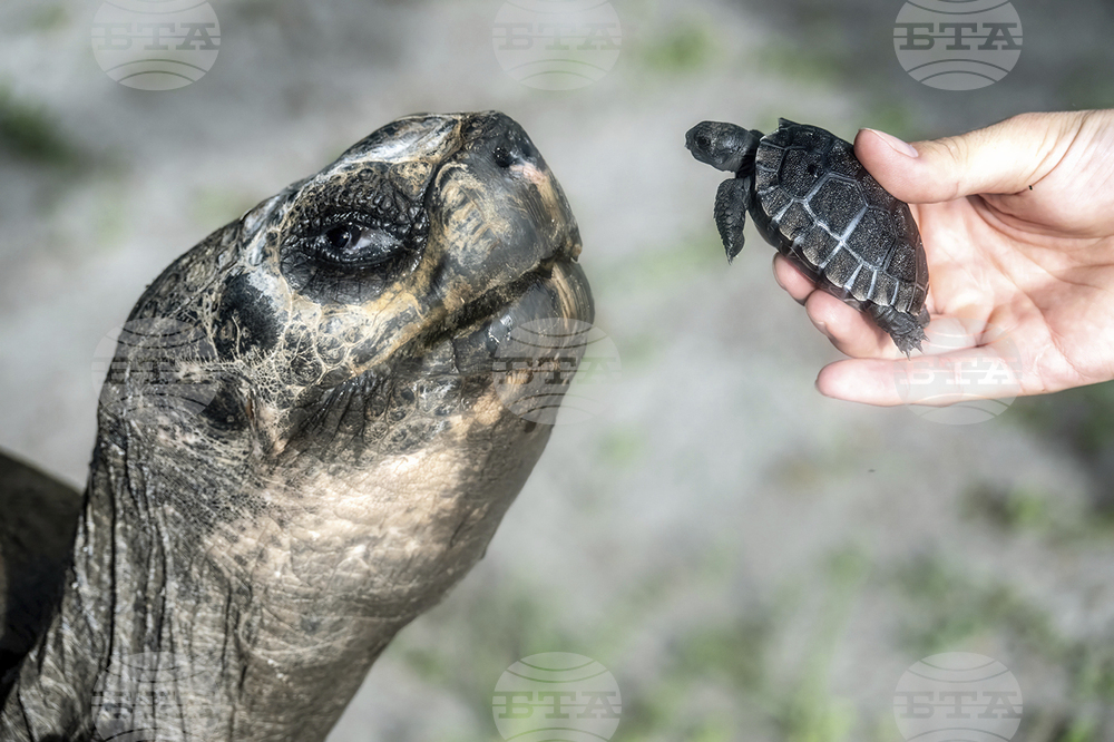 Baby Tortoise-Florida