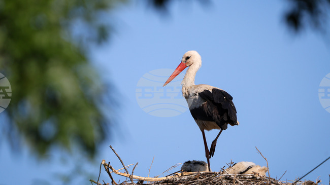 Seventeen White Storks with Permanent Disabilities from Bulgaria Find New Home in Italian Rescue Centres 