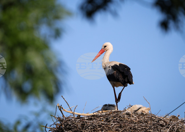 Data on White Stork Population in Bulgaria to Be Presented October 9