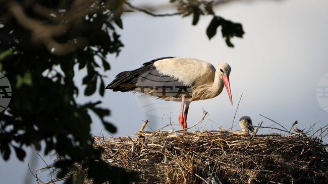С над 80 на сто е спаднала смъртността на птици край Бургас след обезопасяване на електропроводи, сочи доклад
